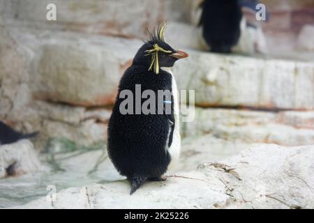 Pinguin im Zoo Schönbrunn in Wien, Österreich, Europa - Pinguin im Tiergarten Schönbrunn in Wien, Österreich, Europa Stockfoto