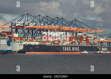 ROTTERDAM, Niederlande - 21 September 2019: Container entladen aus einem riesigen frachtschiff der Euromax Terminal im Hafen von Rot Stockfoto
