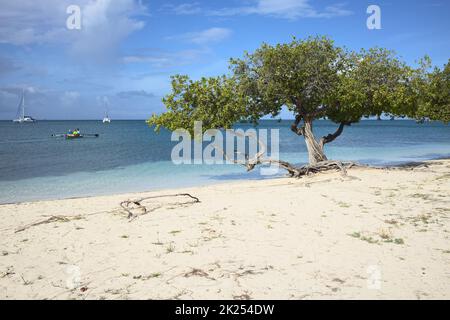 ORANJESTAD, ARUBA - 4. DEZEMBER 2021: Fofoti-Baum (lat. Conocarpus erectus) am sandigen Surfside Beach mit Ruderern in einem kleinen Boot und zwei Katzen Stockfoto