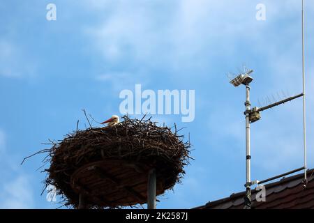 Webcam mit Storchennest und Storch auf dem Kirchturm von Gundelfingen (Landkreis Breisgau-Hochschwarzwald) Stockfoto