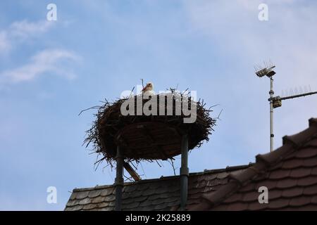 Storchennest mit Storch auf dem Kirchturm von Gundelfingen (Landkreis Breisgau-Hochschwarzwald) Stockfoto