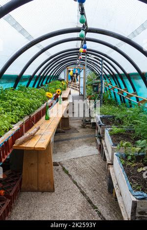 Ein polytunnel Gewächshaus im Garten springen, eine Gemeinschaft, die Ressource, eine grüne Oase in der Mitte von der King's Cross Development, London, UK Stockfoto