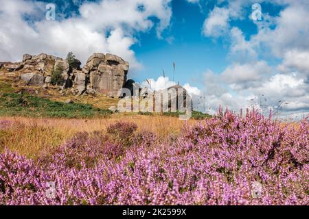 Atemberaubende Aussicht auf die Cow und Calf Rocks auf Ilkley Moor über blühendem violettem Heidekraut, West Yorkshire, England, Großbritannien Stockfoto