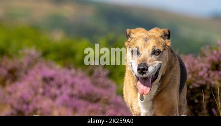 Glücklicher älterer Hund mit Zunge, der auf Moorland mit violetter Heidekraut blüht, Ilkley Moor, Yorkshire, England, Großbritannien Stockfoto