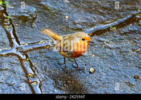 Ein frech-Rotkehlchen (erithacus rubecula) in einem Garten auf der Terrasse im Norden Londons, Großbritannien Stockfoto