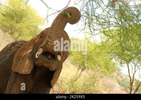 Elefanten essen und grasen im Busch, fotografiert während einer touristischen Safari im Tarangire Nationalpark, Manyara Region Tansania. Stockfoto