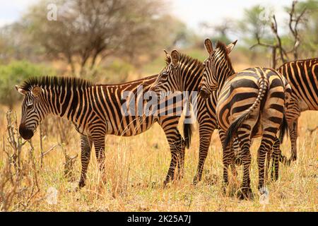 Zebraherde, die im Busch fressen und grasen, fotografiert während einer Touristensafari im Tarangire National Park, Manyara Region Tansania. Stockfoto