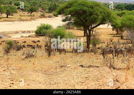 Zebraherde, die im Busch fressen und grasen, fotografiert während einer Touristensafari im Tarangire National Park, Manyara Region Tansania. Stockfoto