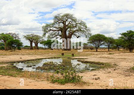 Landschaftlich reizvolle Aussicht auf die Savanne mit einem Baobab, der während einer touristischen Safari im Tarangire National Park, Manyara Region Tansania, fotografiert wurde. Stockfoto