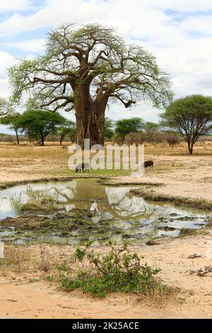 Landschaftlich reizvolle Aussicht auf die Savanne mit einem Baobab, der während einer touristischen Safari im Tarangire National Park, Manyara Region Tansania, fotografiert wurde. Stockfoto