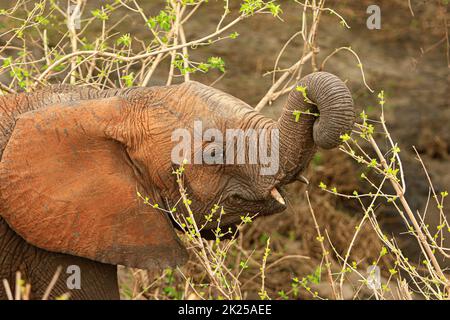 Herde von Elefanten, die im Busch fressen und grasen, fotografiert während einer Touristensafari im Tarangire National Park, Manyara Region Tansania. Stockfoto