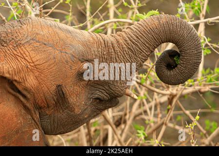 Herde von Elefanten, die im Busch fressen und grasen, fotografiert während einer Touristensafari im Tarangire National Park, Manyara Region Tansania. Stockfoto