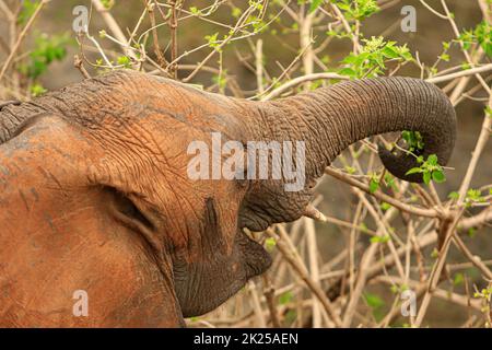 Herde von Elefanten, die im Busch fressen und grasen, fotografiert während einer Touristensafari im Tarangire National Park, Manyara Region Tansania. Stockfoto