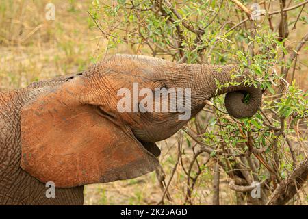 Herde von Elefanten, die im Busch fressen und grasen, fotografiert während einer Touristensafari im Tarangire National Park, Manyara Region Tansania. Stockfoto