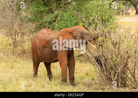 Herde von Elefanten, die im Busch fressen und grasen, fotografiert während einer Touristensafari im Tarangire National Park, Manyara Region Tansania. Stockfoto