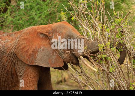 Herde von Elefanten, die im Busch fressen und grasen, fotografiert während einer Touristensafari im Tarangire National Park, Manyara Region Tansania. Stockfoto