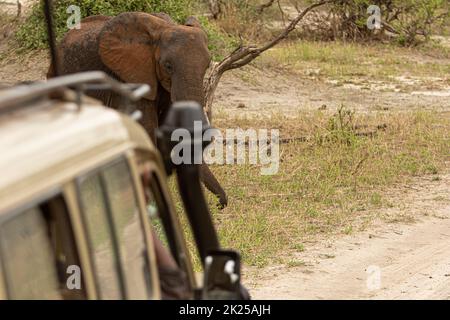 Herde von Elefanten, die im Busch fressen und grasen, fotografiert während einer Touristensafari im Tarangire National Park, Manyara Region Tansania. Stockfoto