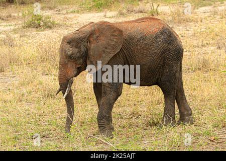 Herde von Elefanten, die im Busch fressen und grasen, fotografiert während einer Touristensafari im Tarangire National Park, Manyara Region Tansania. Stockfoto