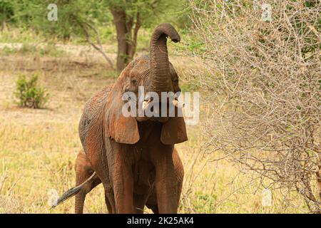 Herde von Elefanten, die im Busch fressen und grasen, fotografiert während einer Touristensafari im Tarangire National Park, Manyara Region Tansania. Stockfoto