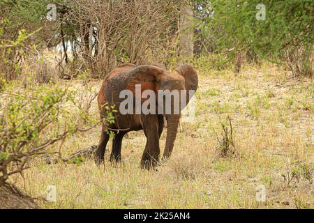 Herde von Elefanten, die im Busch fressen und grasen, fotografiert während einer Touristensafari im Tarangire National Park, Manyara Region Tansania. Stockfoto