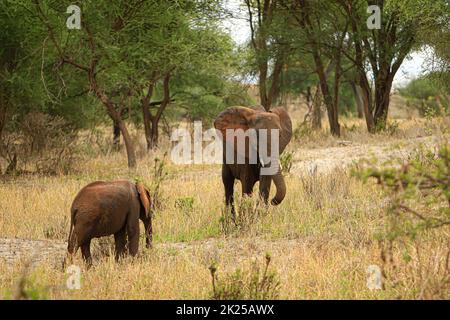 Herde von Elefanten, die im Busch fressen und grasen, fotografiert während einer Touristensafari im Tarangire National Park, Manyara Region Tansania. Stockfoto