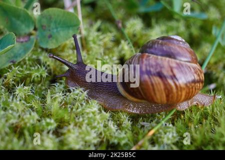 Wäldchen Schnecke, Arianta arbustorum Stockfoto