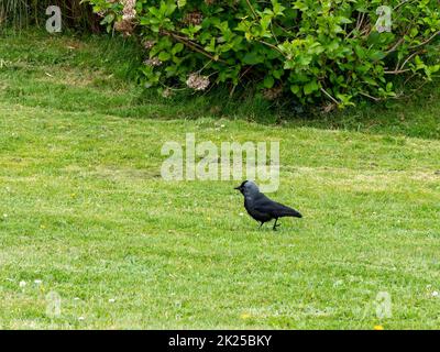Eine schwarze Krähe auf einem Rasen. Schwarzer Vogel auf grünem Grasfeld Stockfoto