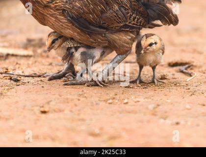 Zwei kleine Hühner, die sich unter dem Schutz der Mutter verstecken Stockfoto