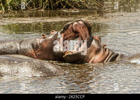 Nahaufnahme von zwei Nilpferden, die im Wasser kämpfen, fotografiert während einer touristischen Safari im Ngorongoro Conservation Area, Tansania Stockfoto