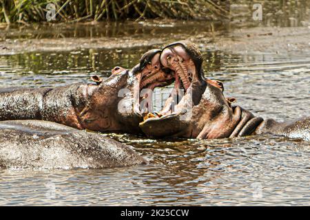 Nahaufnahme von zwei Nilpferden, die im Wasser kämpfen, fotografiert während einer touristischen Safari im Ngorongoro Conservation Area, Tansania Stockfoto