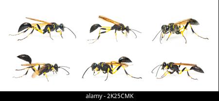 Gruppe von Schlammtaubenwespen (Sphecidae) isoliert auf weißem Hintergrund. Insekt. Tier. Stockfoto