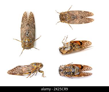 Gruppe von großen braunen Cicada-Insekten isoliert auf weißem Hintergrund. Insekten, Tiere, Bug. Gruppe von großen braunen Cicada-Insekten isoliert auf weißem Backgroun Stockfoto