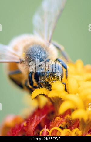 Nahaufnahme der Honigbiene, die Nektar auf dem orangen Zinnia-Blütenmakro sammelt Stockfoto