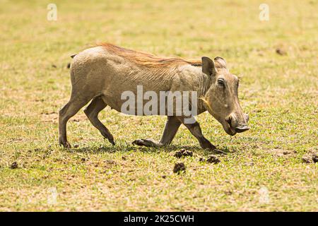 Warthog (Pumba) fotografiert während einer touristischen Safari im Ngorongoro Conservation Area, Tansania, einem geschützten Gebiet und einem Weltkulturerbe Stockfoto