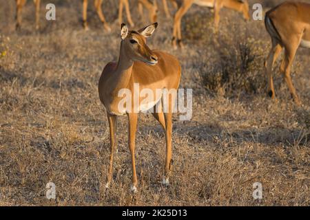 Weibliches Impala, Aepyceros melampus, im Samburu National Reserve in Kenia. Stockfoto