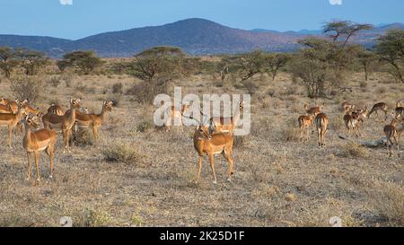 Impala-Widder, Aepyceros melampus, mit seinem Harem im Samburu National Reserve. Stockfoto