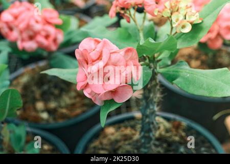 Rosa Euforbia Blütenpracht Pflanzen für kleine Unternehmen Lucky Petals Stockfoto