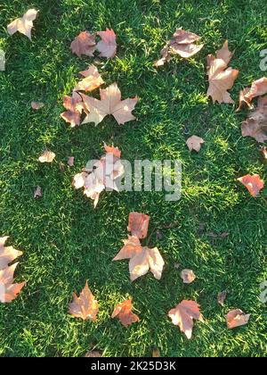 Blätter auf dem Rasen im Herbst Stockfoto
