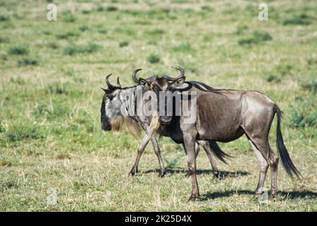 Gnus im Nationalpark Tsavo East, Tsavo West und Amboseli in Kenia Stockfoto