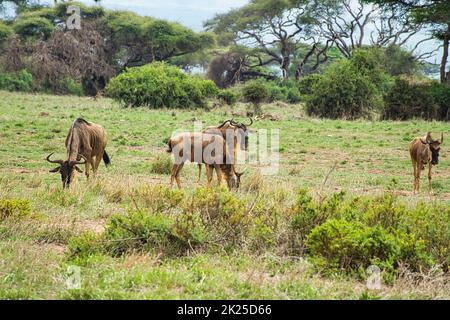 Gnus im Nationalpark Tsavo East, Tsavo West und Amboseli in Kenia Stockfoto