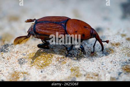 Nahaufnahme eines roten Palmenwebels, Rhynchophorus ferrugineus Stockfoto