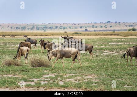 Gnus im Nationalpark Tsavo East, Tsavo West und Amboseli in Kenia Stockfoto