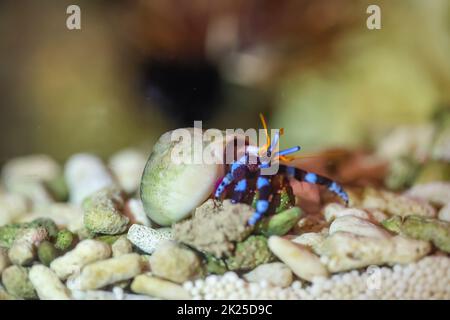 Einsiedlerkrebse, Krabben in Schneckenmuscheln im Meeresaquarium. Stockfoto
