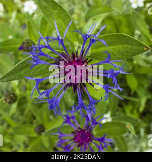 Centaurea montana - mehrjährige Kornblumen im Garten Stockfoto