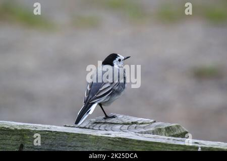 Ein kleiner Schwanz sitzt auf einer hölzernen Attika. Stockfoto