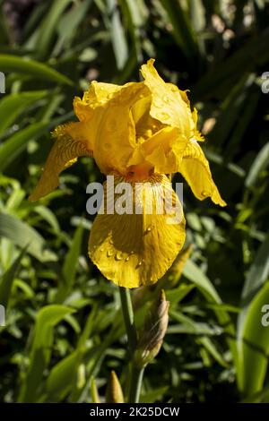 Gelbe Iris in einem Garten mit Blättern Stockfoto