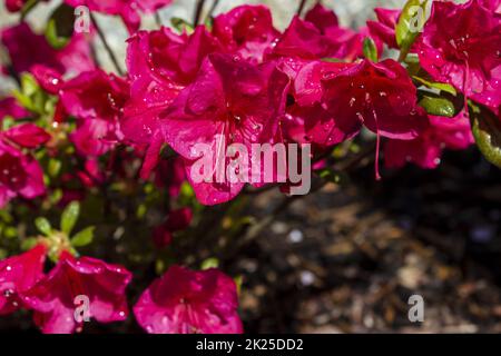 Pinke Azalea japonica auf einem Garten mit Tautropfen Stockfoto