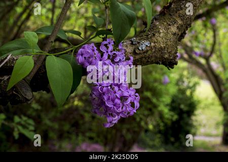 Flieder und Blätter im Garten Stockfoto