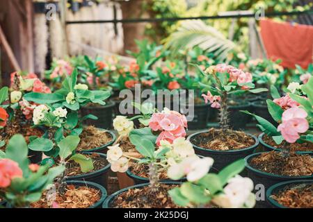 Rosa Euforbia Spurges Blumen. Gartenbau von schönen Pflanzen für kleine Unternehmen. Glücksblütenblätter Stockfoto