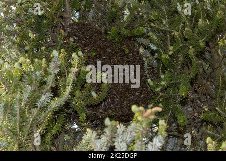 Ein Bienenschwarm, der in der Wildnis von 3 an einem Baum hängt Stockfoto